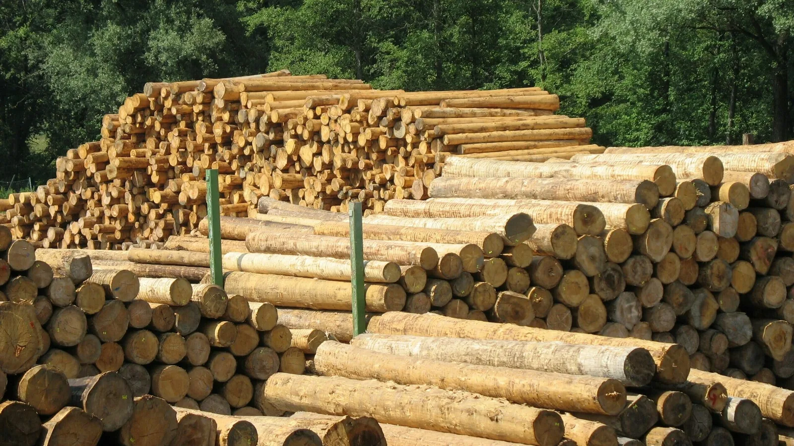 Rundholzlager des Sägewerks in der Sonne, gestapelte und entrindete Stämme, dahinter der Wald